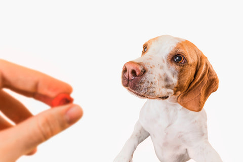 supplements for dog