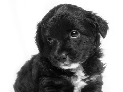 best puppy conditioner, why to use conditioner on puppy