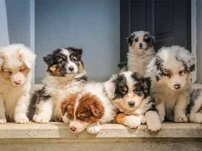 cute puppies, puppies squad, how to brush puppy, puppy brushing
