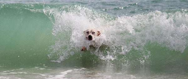 dogs and summer, dog swimming in ocean, dog on beach
