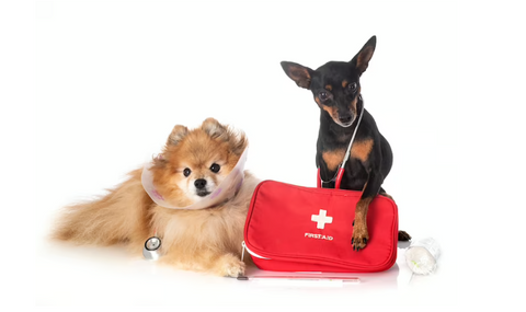 dog first aid kit