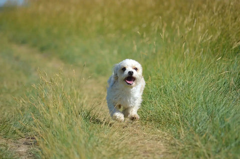 dog in park