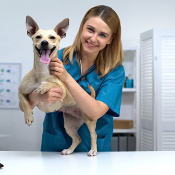 taking your dog to vet, why take dog to vet, dog going to vet