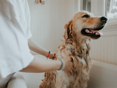 dog bath at home, how to bath dog at home, golden retriever