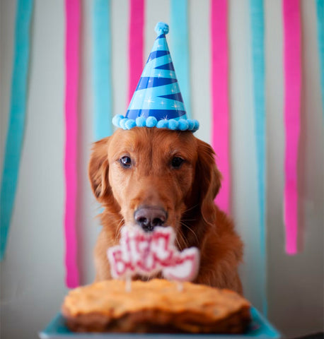 dog birthday party, dog birthday hat