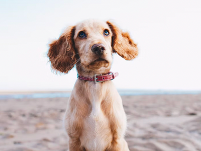 curious spaniel, dog brushes, best dog brush