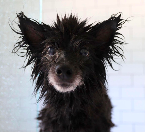 the best dog conditioner, how to use conditioner on the dog
