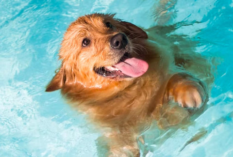 dog dehydration, sings of dog dehydration, dog summer hazards, dog in swimming pool