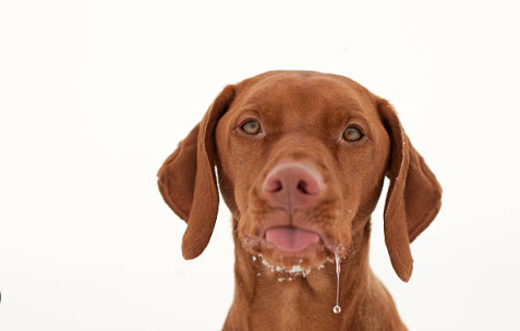 dog drooling