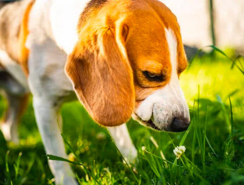 dog eating grass, why dogs eating grass