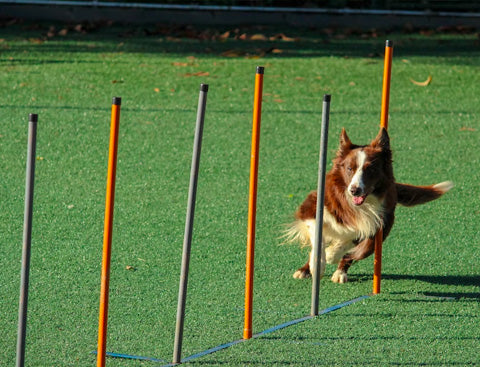 dog exercise, dog running, 