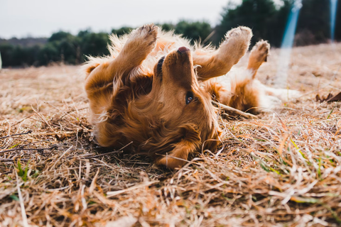 golden retriever laying on the ground
