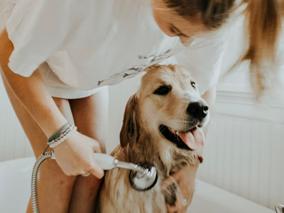dog grooming at home, dog bath at home