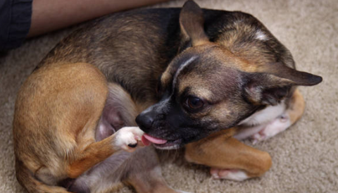Dog licking paws