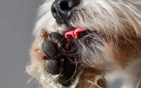 dog licking paws