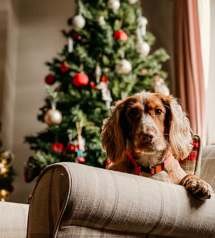 dog with christmas tree, visiting family with dog
