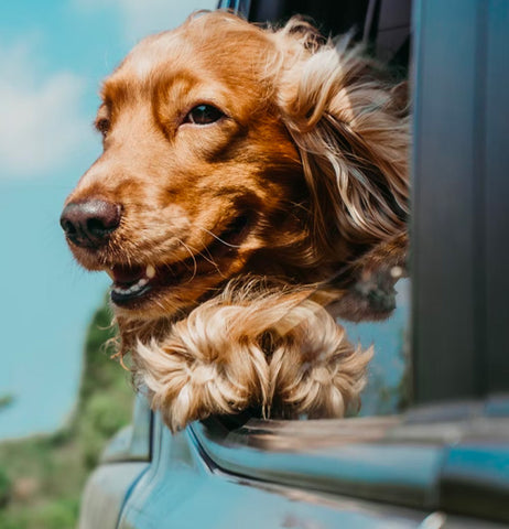 how to choose perfect dog shampoo, dog on vacation, spaniel in the auto