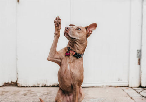 dog paw, special attention to dog shampoo ingredients.jpg