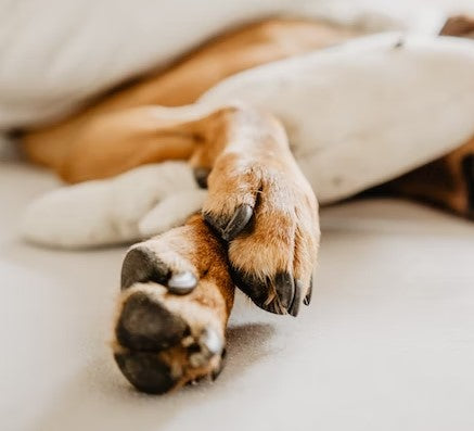 dog paws, best dog paw balm