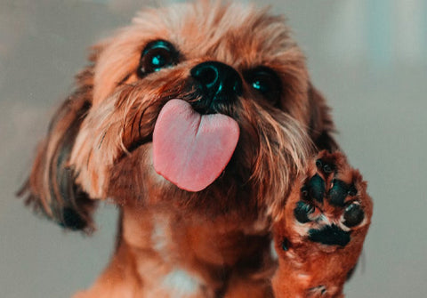 dog paws, dog paws crack, paw care, keeping dog's paws healthy