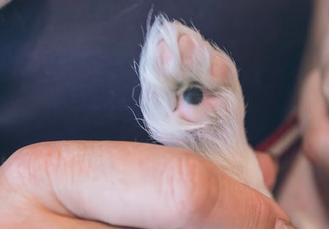 dog paws, treatment for dog paws, dog paws cracks, dog paws ointment, dog paws infection