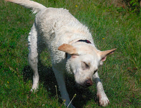dog shaking off the water, wet dog, after bath dog