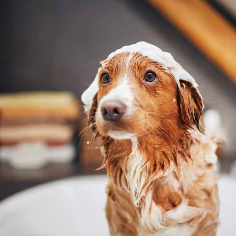 bathing chihuahua, cleaning chihuahua, grooming chihuahua, funny dog