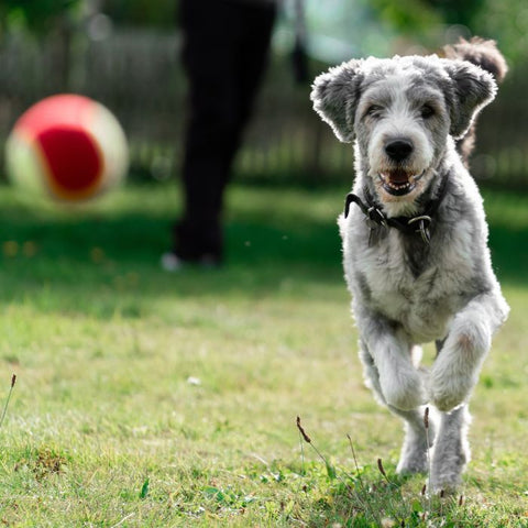 dog playing with ball