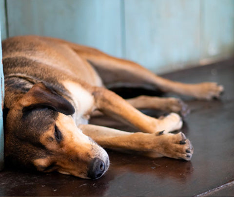 side sleeping dog posture