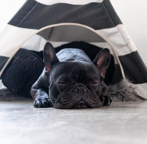 dog sleeping in tummy position