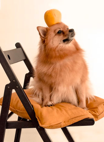 dogs with apples, can dogs eat apples