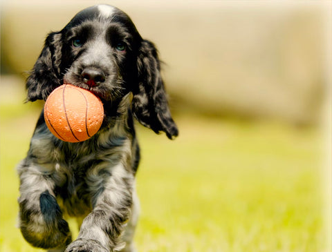 dog with toys