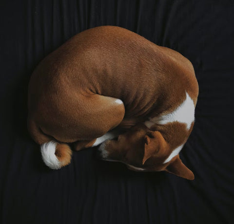 dog donut sleeping position