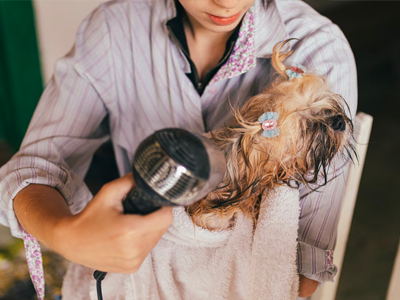 drying the dog, how to dry dog, drying dog with airdryer