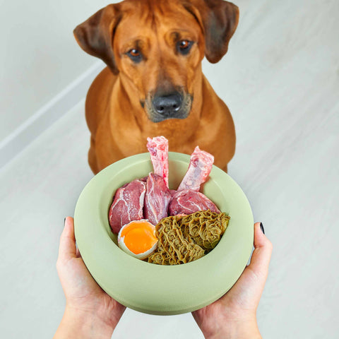 harmful foods for dogs