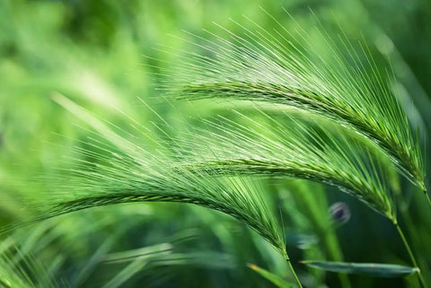 Foxtail Grass