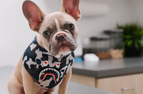 French bulldog at the vet, skin tags on dogs, how to remove skin tags on dogs, pictures of skin tags on dogs, causes of skin tags on dogs, images of skin tags on dogs, Pride and groom