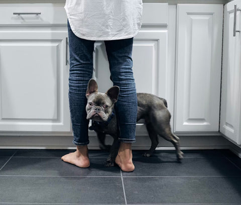 french bulldog in the kitchen