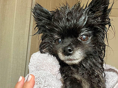 puppy bath, grooming a puppy, bathing chihuahua