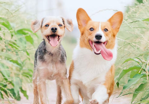 happy dogs, dog grooming at home, cleaning dogs ears at home