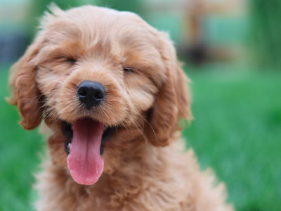 happy doodle puppy, how to groom puppy at home