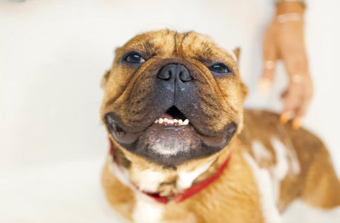 happy pup in the bath tub, dish soap for dog wash, dawn dish soap for dog fleas, Dish Soap guide for dog wash, Pride and Groom