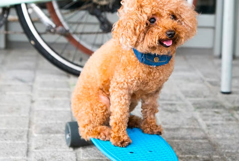 summer hazards for dogs in city, hot pavement for dogs, dog on skateboard
