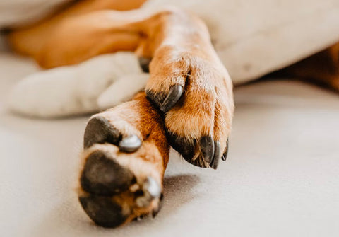 healthy dog paws, dog paws infection