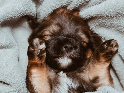 how to groom a puppy, puppy grooming, cute puppy
