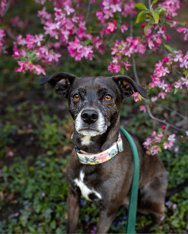 black dog with contrasting background