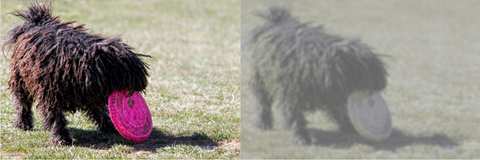 Different-Colored Dog Toys Through the Lens of a Dog