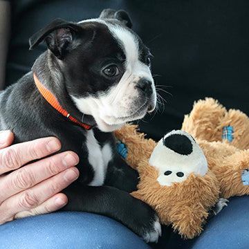 boxer dog with toy dog insurance, carrying for dog