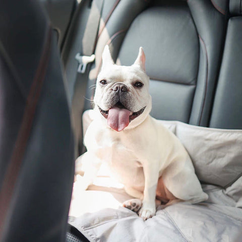 lamdwolf travel mat for dogs