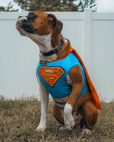 marvel dog names, dog names marvel, male marvel dog names, female marvel dog names, marvel names for big dogs, superhero names for dogs